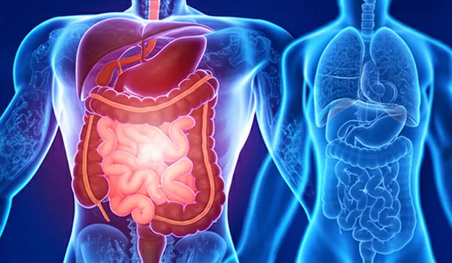 247_chart-illustrating-gut-microbiome-balance-1745190200737